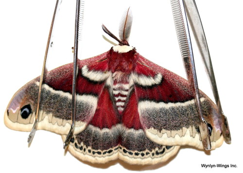 Hyalophora gloveri (Internet Image property of respective owner, non-commercial use only)